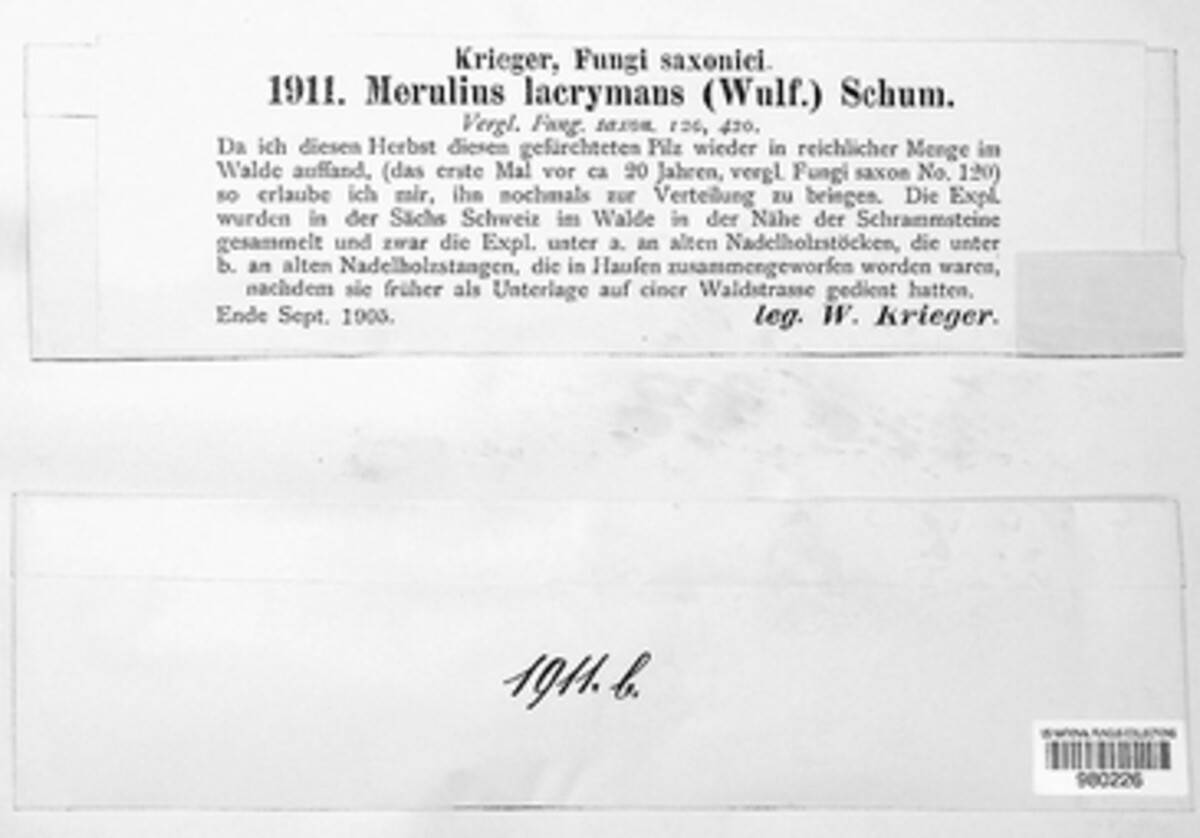 Serpula lacrymans image